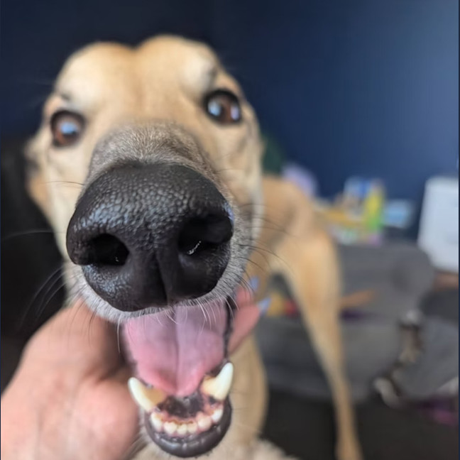 Photo of Clyde
