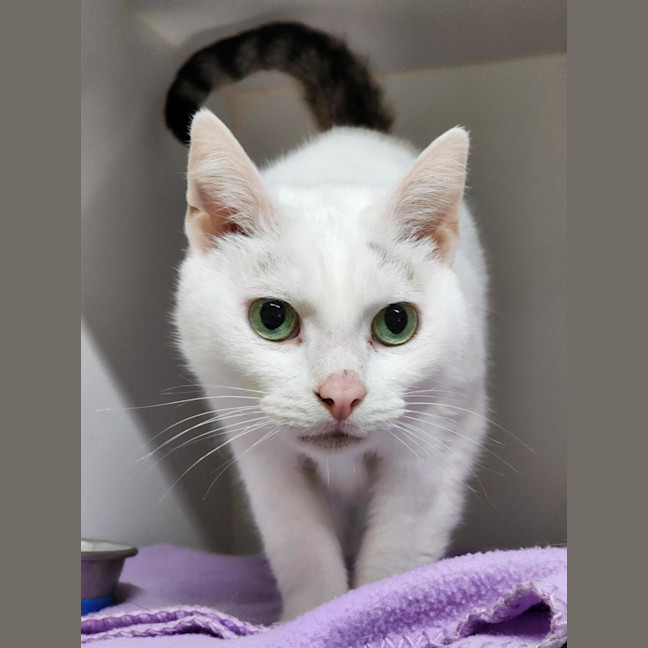 Photo of 🫶 Finn 6713 🫶