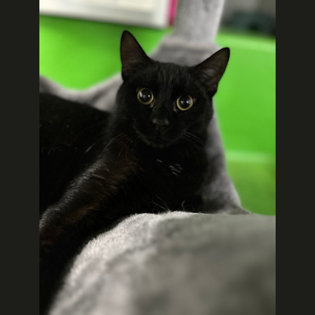 Photo of Baloo
