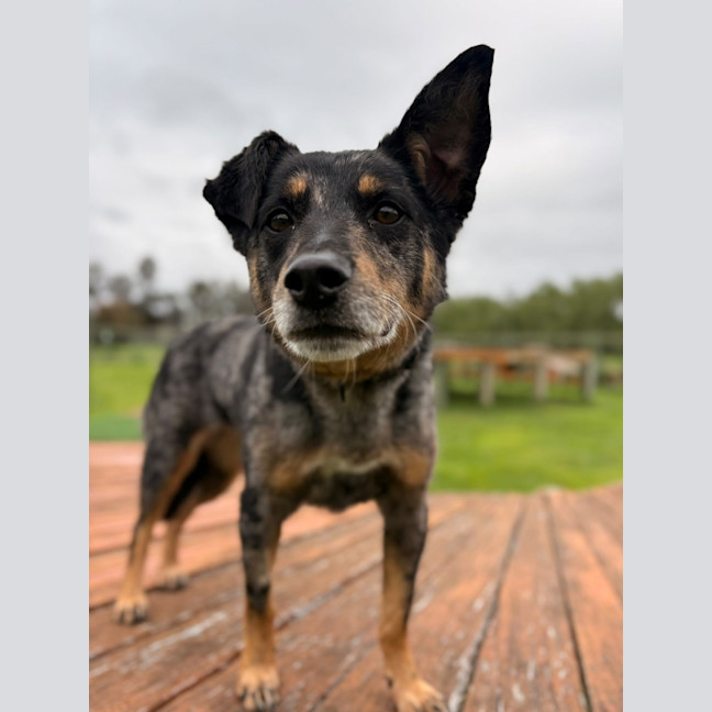 Photo of Daisy