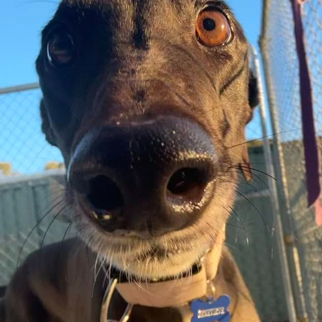 Photo of Genevieve The Greyhound