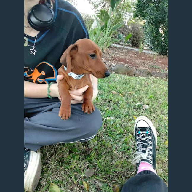 Photo of Wiggles