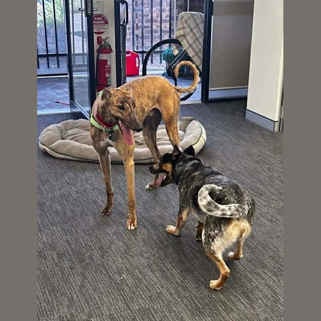 Photo of Richie The Greyhound 