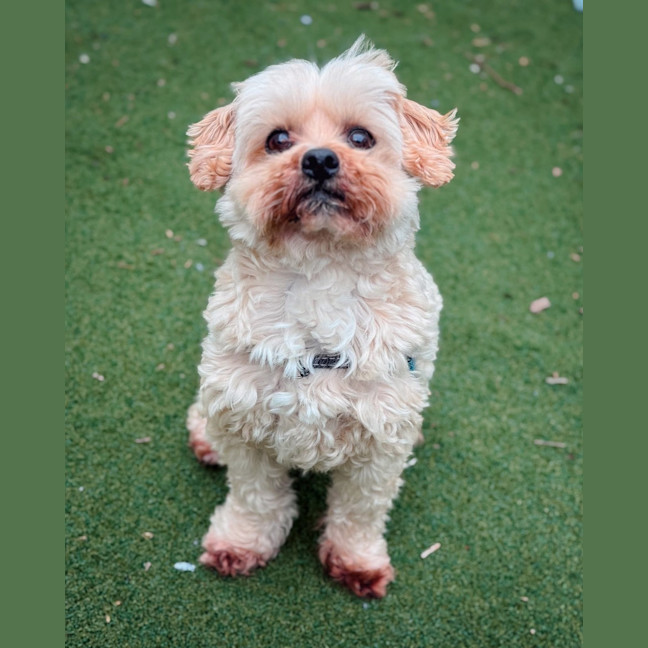 Photo of Peanut Butter