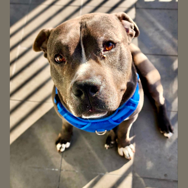 Photo of Ace