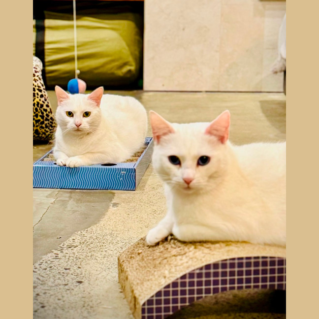 Photo of Antoinette And Angelique