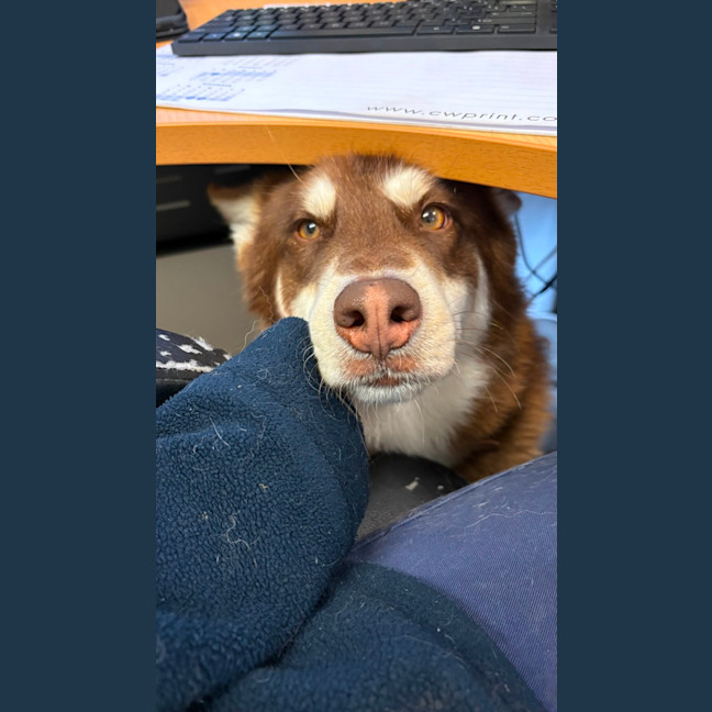 Photo of Halo