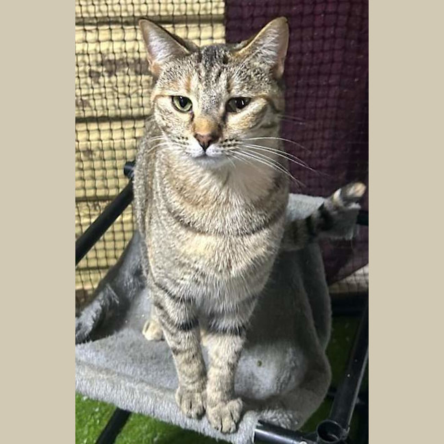 Photo of Socks