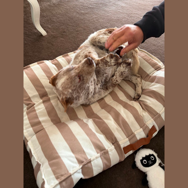 Photo of Baxter