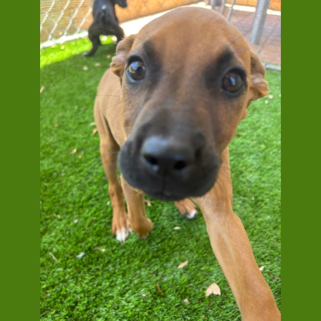 Photo of Ruby