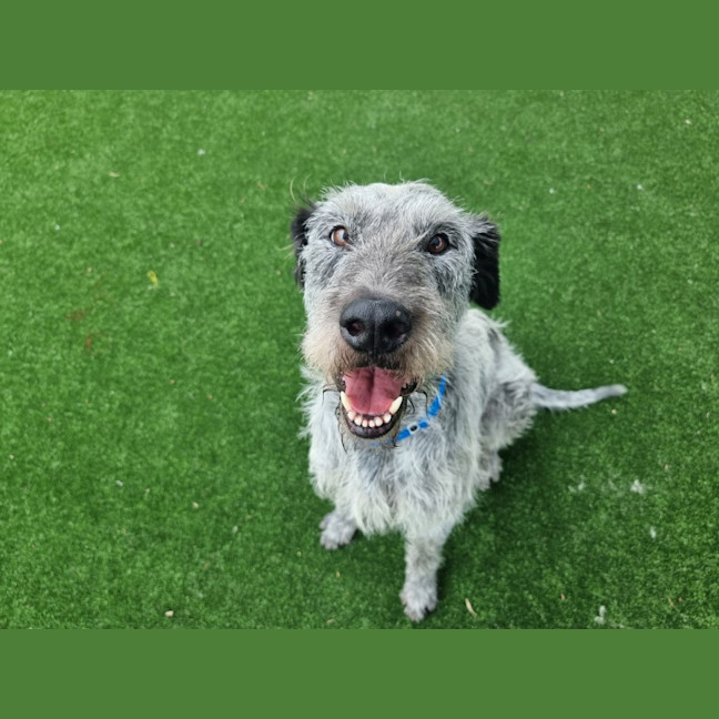 Photo of Bolt Imp 2485