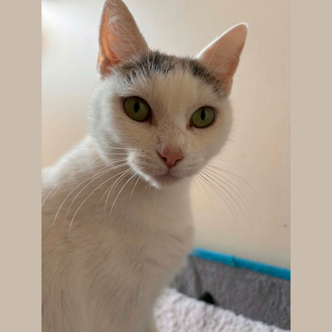 Photo of Smudge