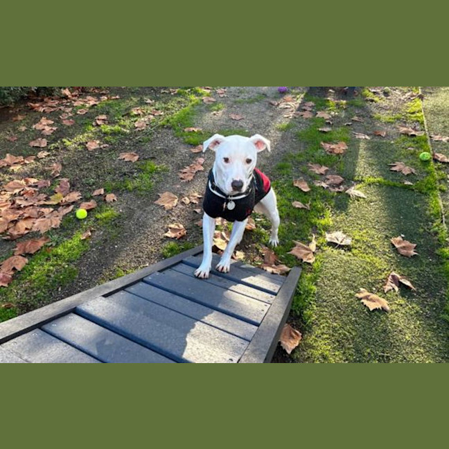 Photo of Indy