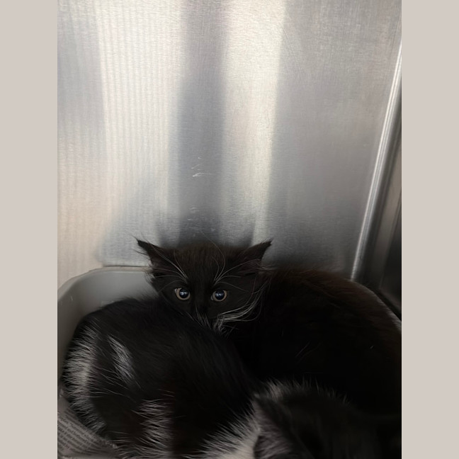 Photo of Pickle Imran