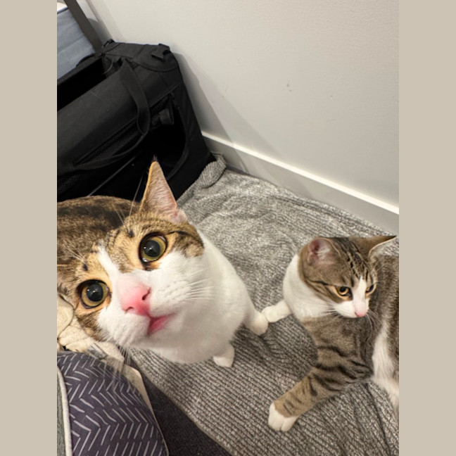 Photo of Artemis & Apollo