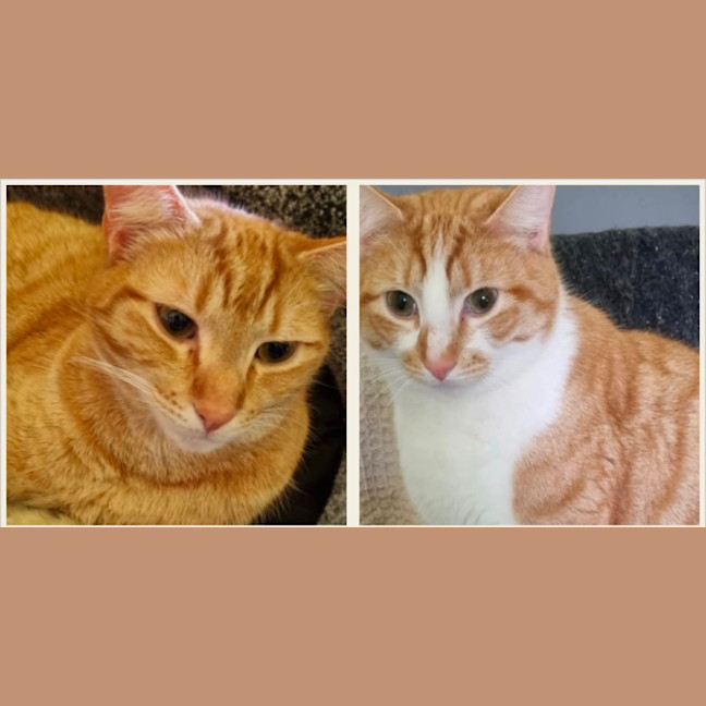 Photo of Toby And Logan 