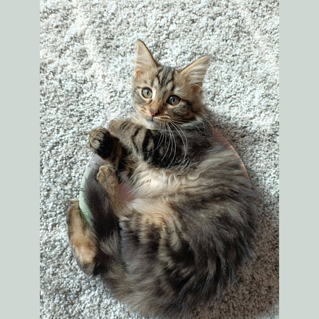 Photo of Millie 