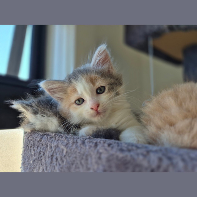 Photo of Bella (Was Cali Girl)