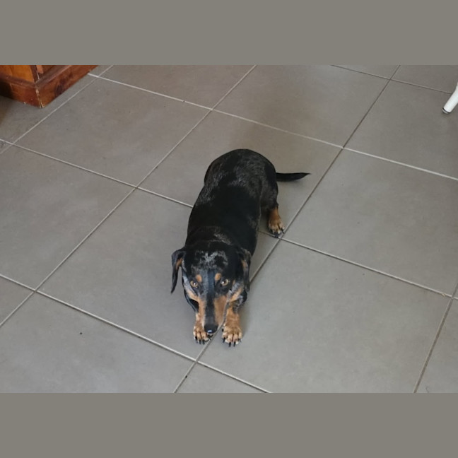 Photo of Ruby And Oreo