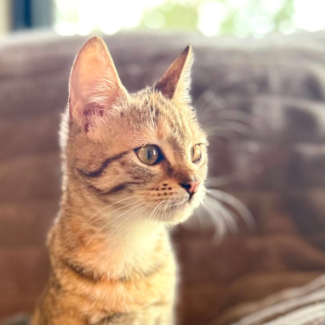 Photo of Raindrop   In Foster Care In Templestowe