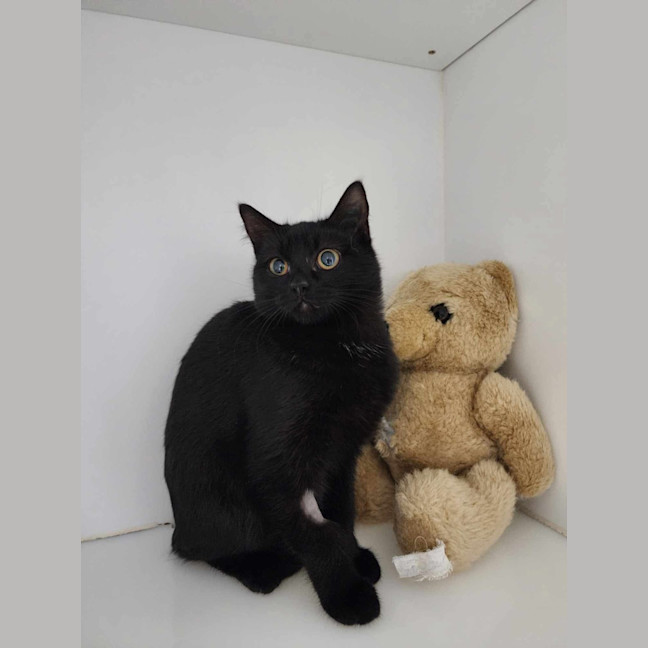 Photo of 🎨 Flick 6046 🎨