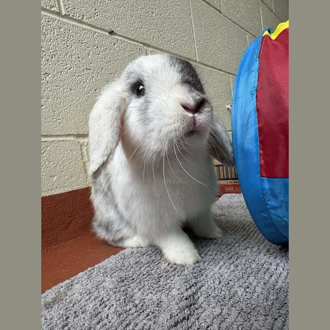 Photo of Dizzie