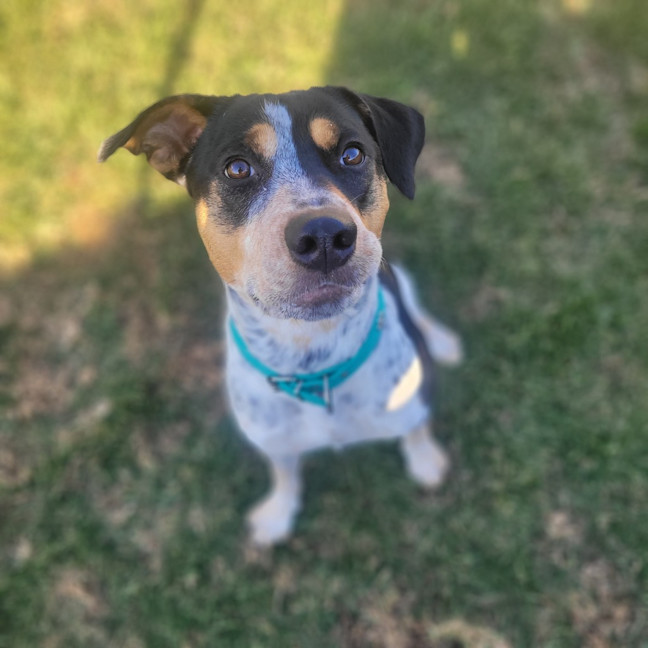Photo of Dottie 