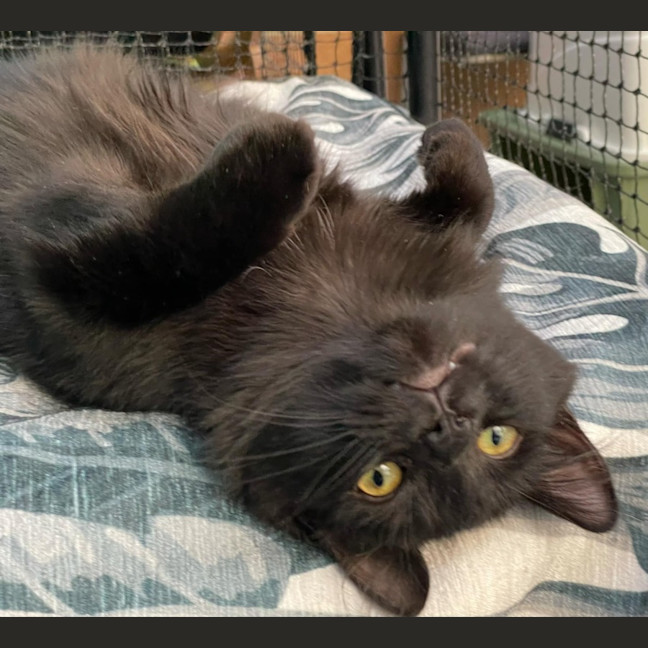 Photo of Scully **2nd Chance Cat Rescue**