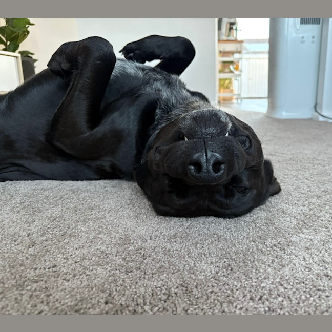 Photo of Odin   3 Year Old Rottweiler X