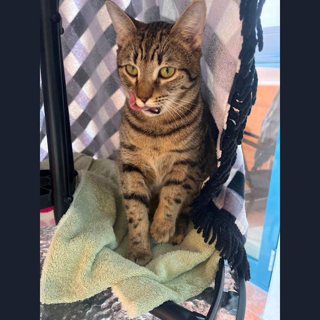 Photo of Woody