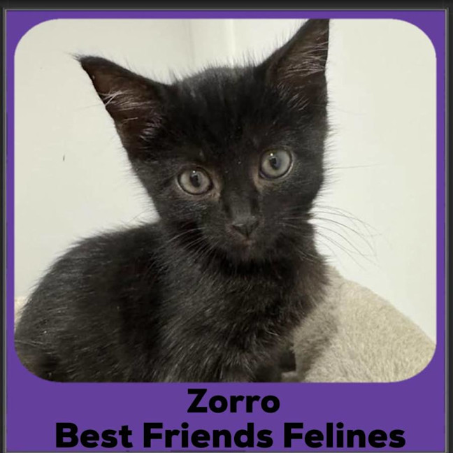 Photo of Zorro 