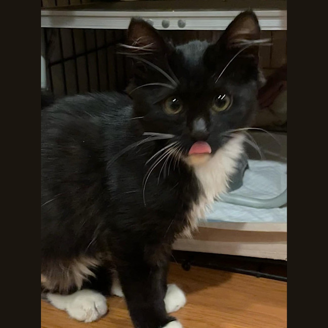 Photo of Honesty Black