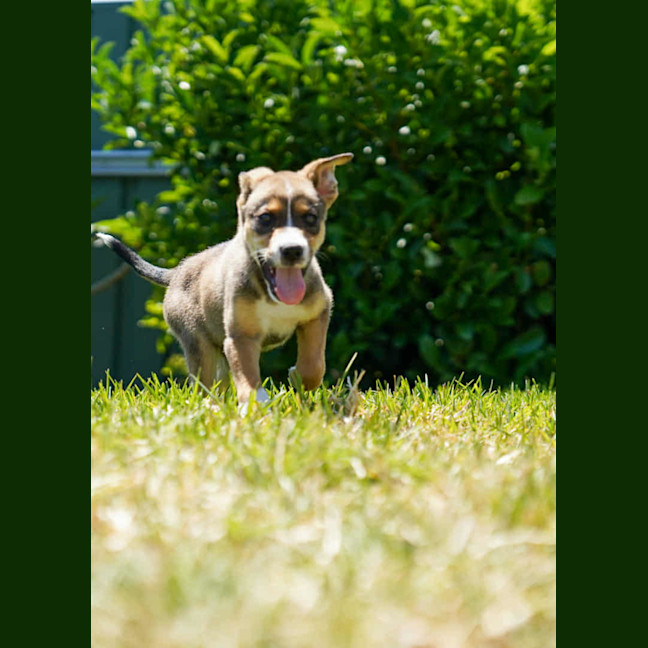 Photo of Baska   10 Week Old German Shepherd X