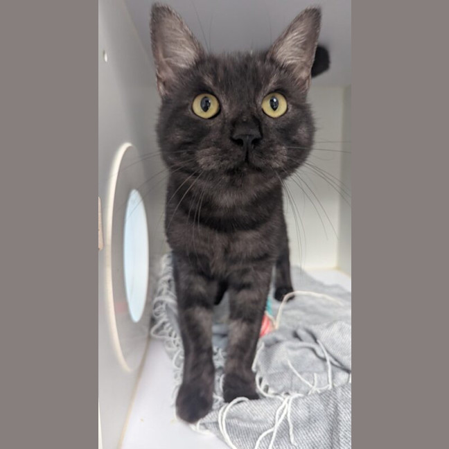 Photo of Sooty