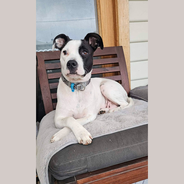 Photo of Penny