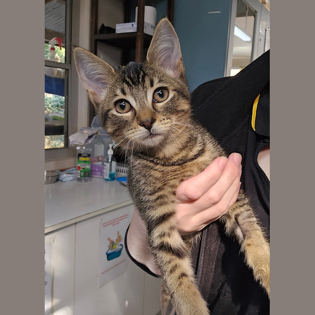 Photo of Sir Snuggle Paws