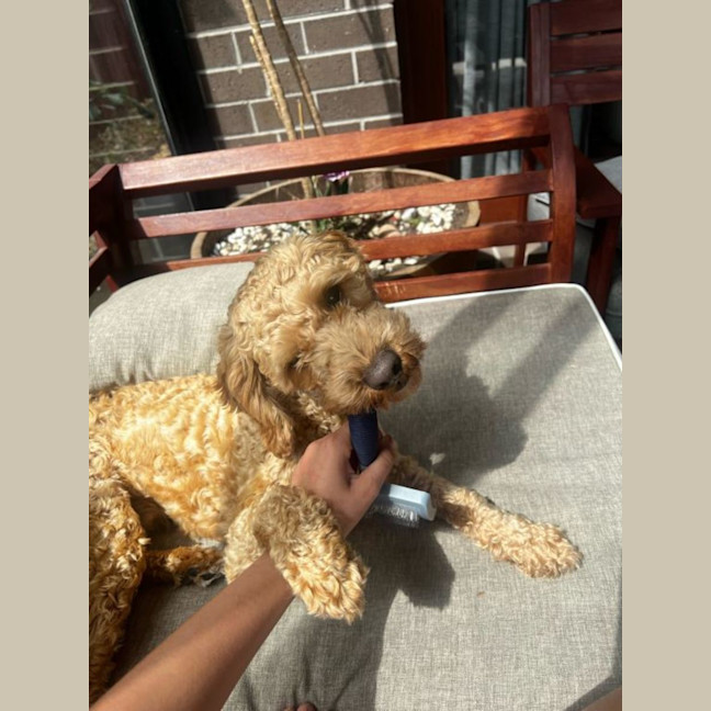 Photo of Cosmo Newhaven