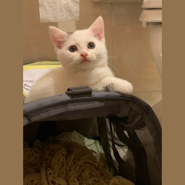 Photo of Brindabella