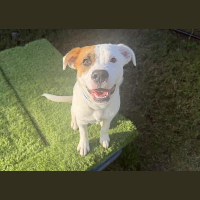 Photo of Tucker