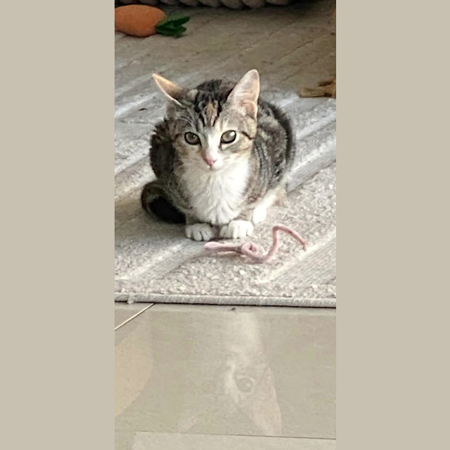 Photo of Tinkabell 