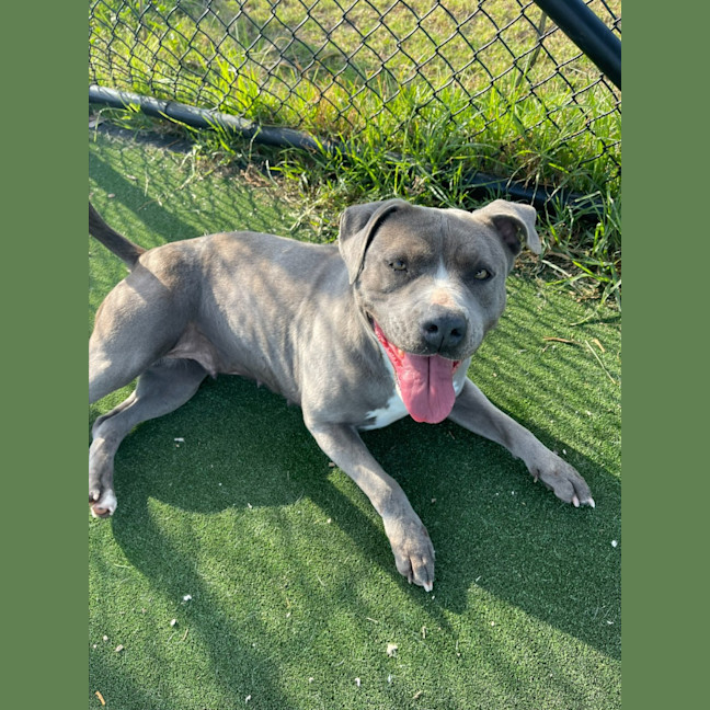 Photo of Zena Imp 1167