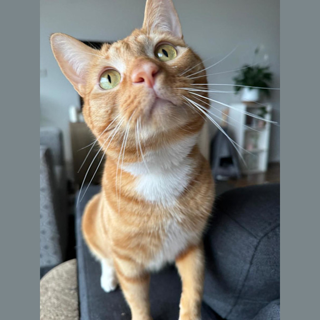 Photo of Kimchi & Bruno