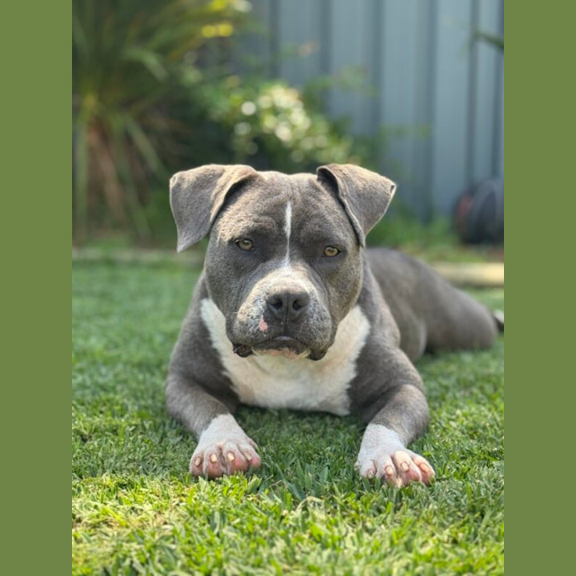 Photo of Tikki