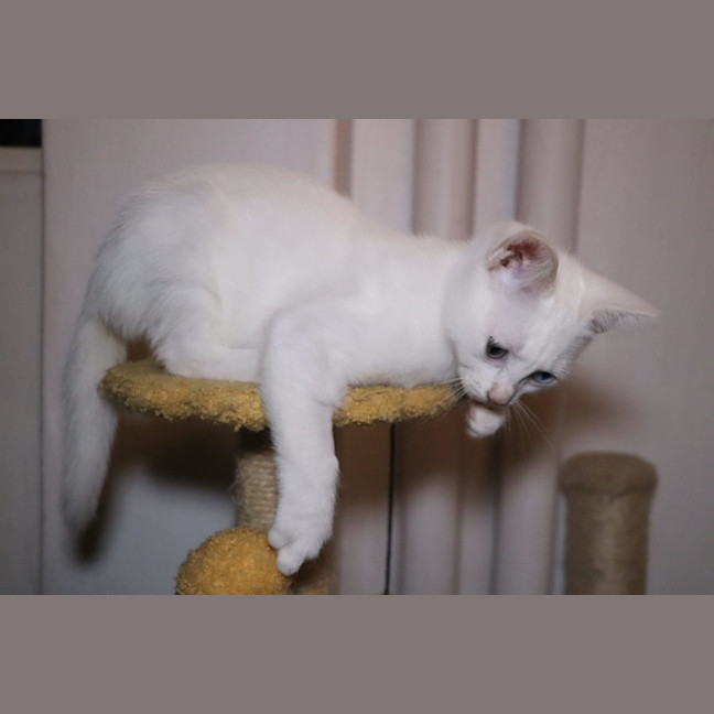 Photo of Snowy
