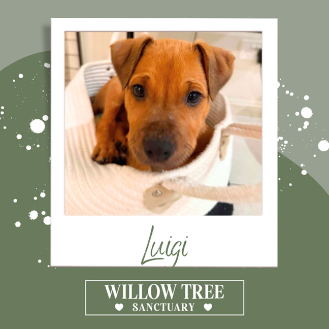 Photo of Luigi