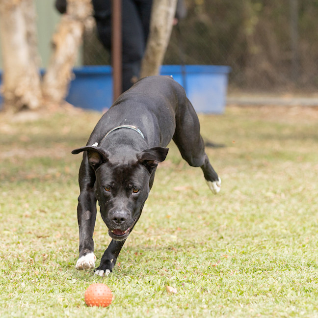 Photo of Taz