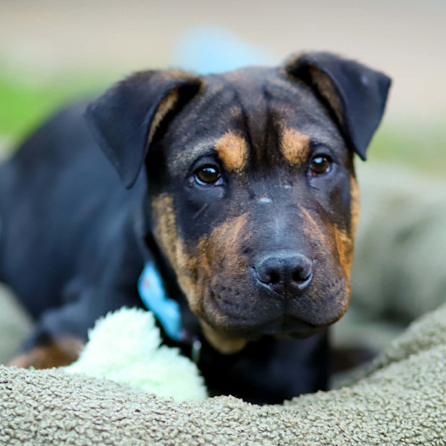 Photo of Bennie