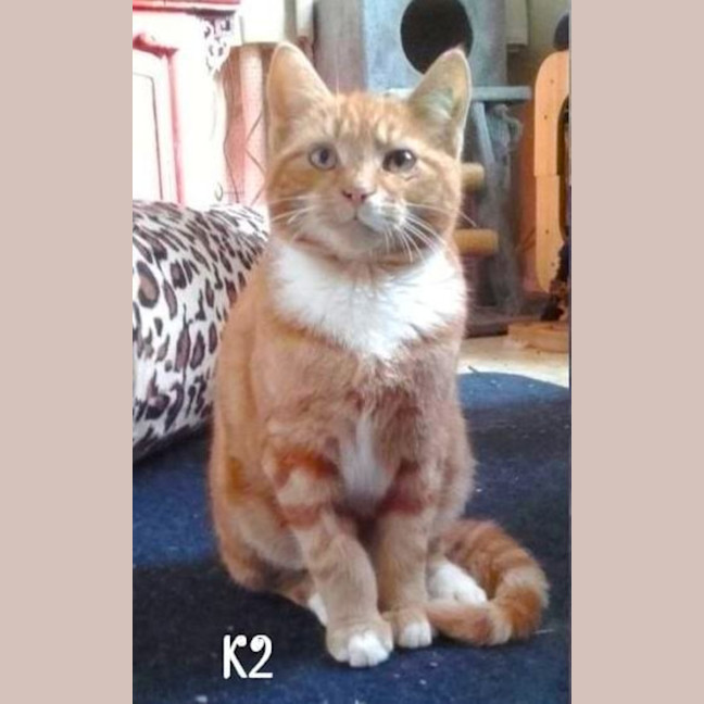 Photo of K2 