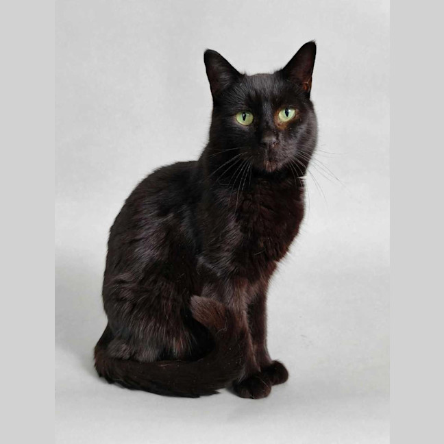 Photo of Morticia 