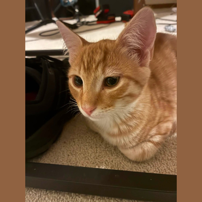 Photo of Angus